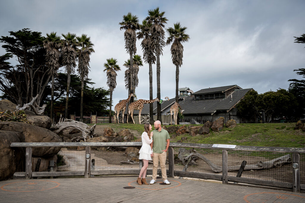 Engagement session portrait with giraffes at San Francisco Zoo, unique location idea