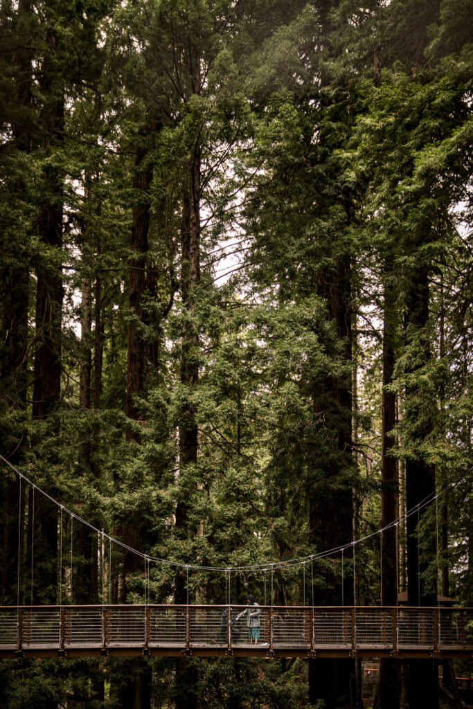 Sequoia Park Zoo sky walk proposal beneath the redwood canopy
