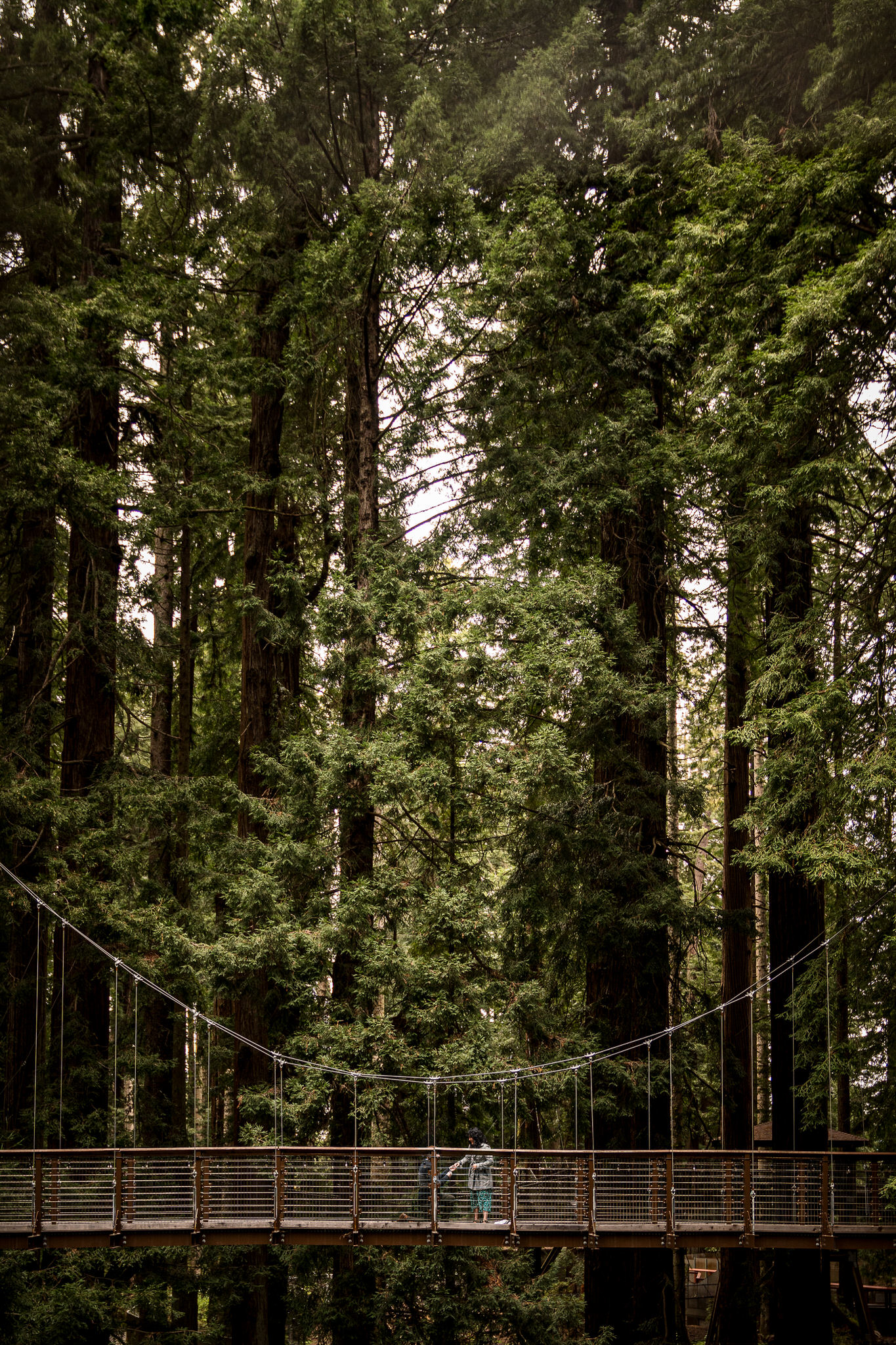 Sequoia Park Zoo sky walk proposal beneath the redwood canopy