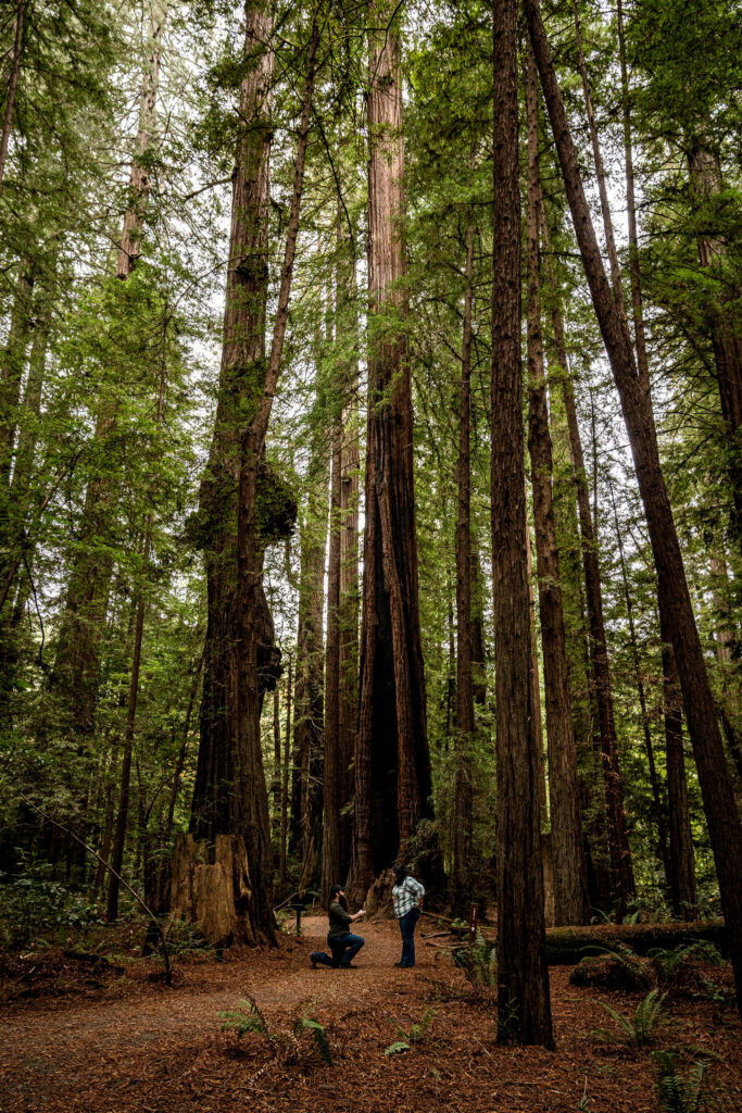 Man kneeling to propose to woman among towering redwoods at Avenue of the Giants